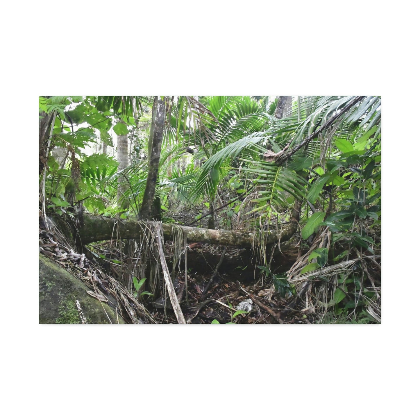 Canvas Stretched - Forest@Home - El Yunque - A common sight after storms - fallen Sierra Palms on boulder in Tradewinds Trail - Green Forest Home