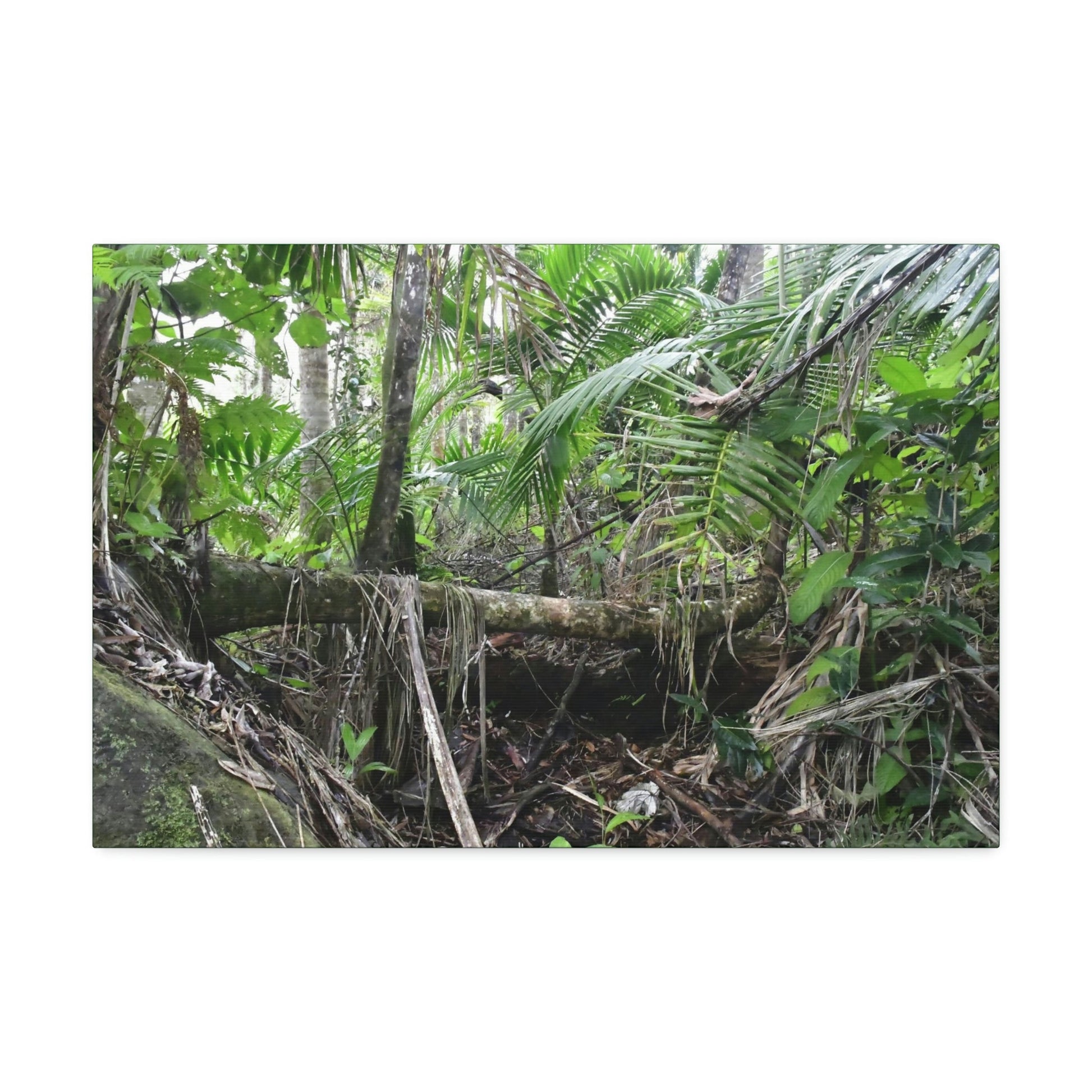 Canvas Stretched - Forest@Home - El Yunque - A common sight after storms - fallen Sierra Palms on boulder in Tradewinds Trail - Green Forest Home