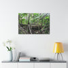 Canvas Stretched - Forest@Home - El Yunque - A common sight after storms - fallen Sierra Palms on boulder in Tradewinds Trail - Green Forest Home