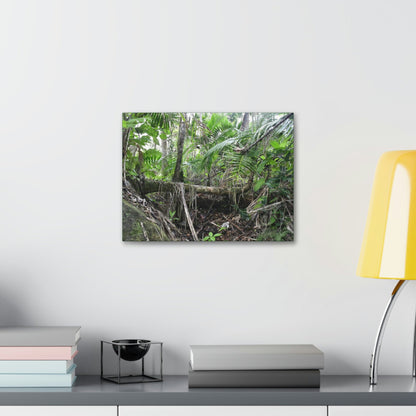 Canvas Stretched - Forest@Home - El Yunque - A common sight after storms - fallen Sierra Palms on boulder in Tradewinds Trail - Green Forest Home