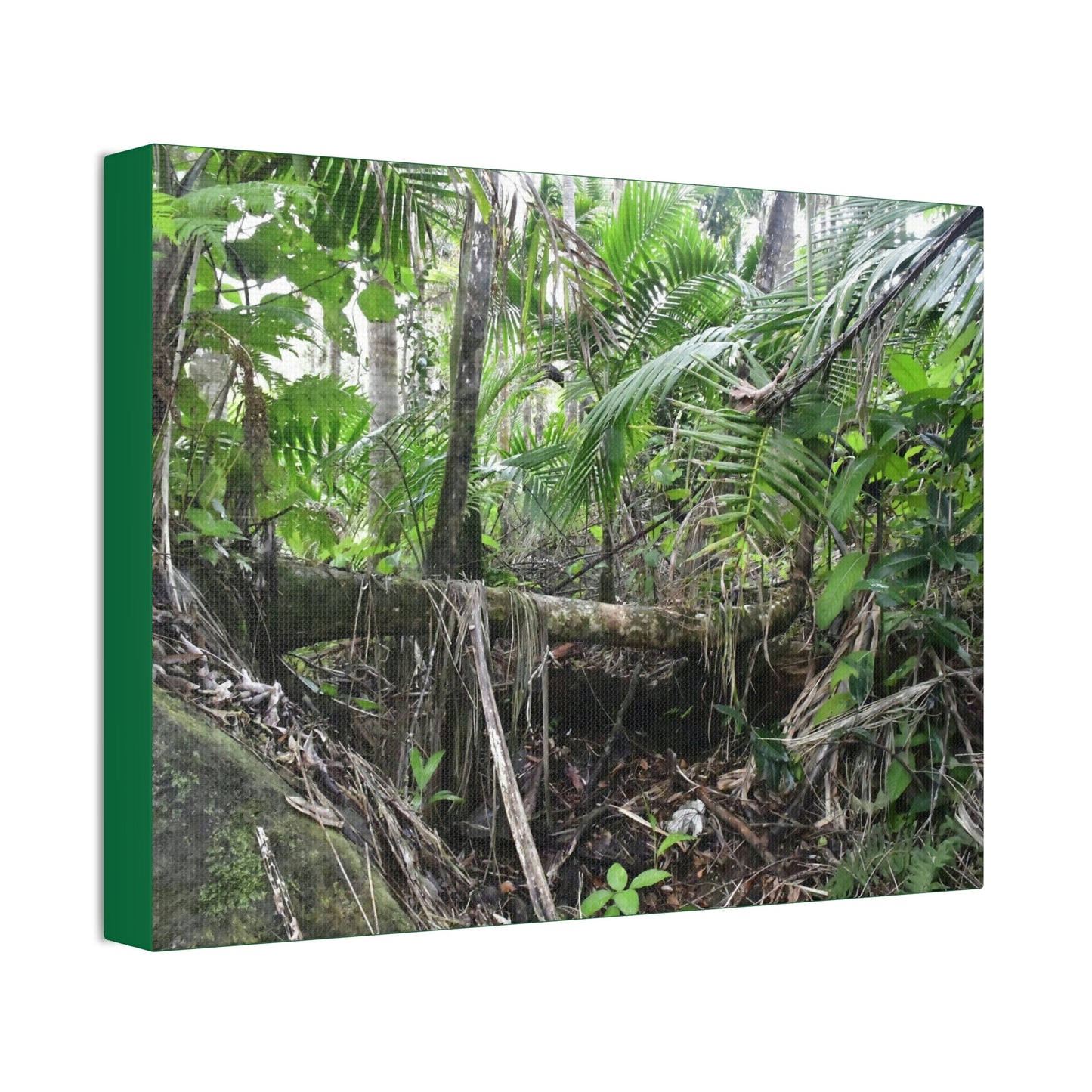 Canvas Stretched - Forest@Home - El Yunque - A common sight after storms - fallen Sierra Palms on boulder in Tradewinds Trail - Green Forest Home