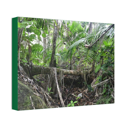 Canvas Stretched - Forest@Home - El Yunque - A common sight after storms - fallen Sierra Palms on boulder in Tradewinds Trail - Green Forest Home