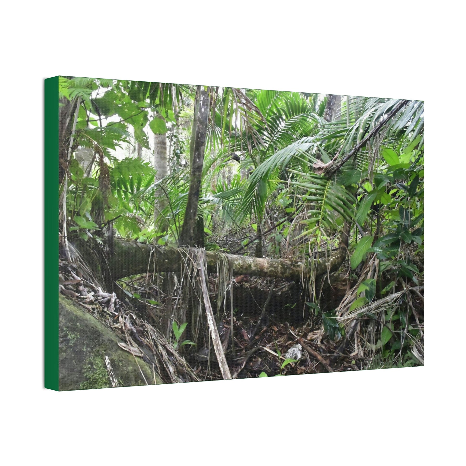 Canvas Stretched - Forest@Home - El Yunque - A common sight after storms - fallen Sierra Palms on boulder in Tradewinds Trail - Green Forest Home