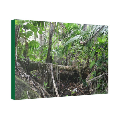 Canvas Stretched - Forest@Home - El Yunque - A common sight after storms - fallen Sierra Palms on boulder in Tradewinds Trail - Green Forest Home