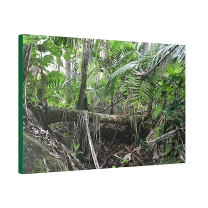 Canvas Stretched - Forest@Home - El Yunque - A common sight after storms - fallen Sierra Palms on boulder in Tradewinds Trail - Green Forest Home