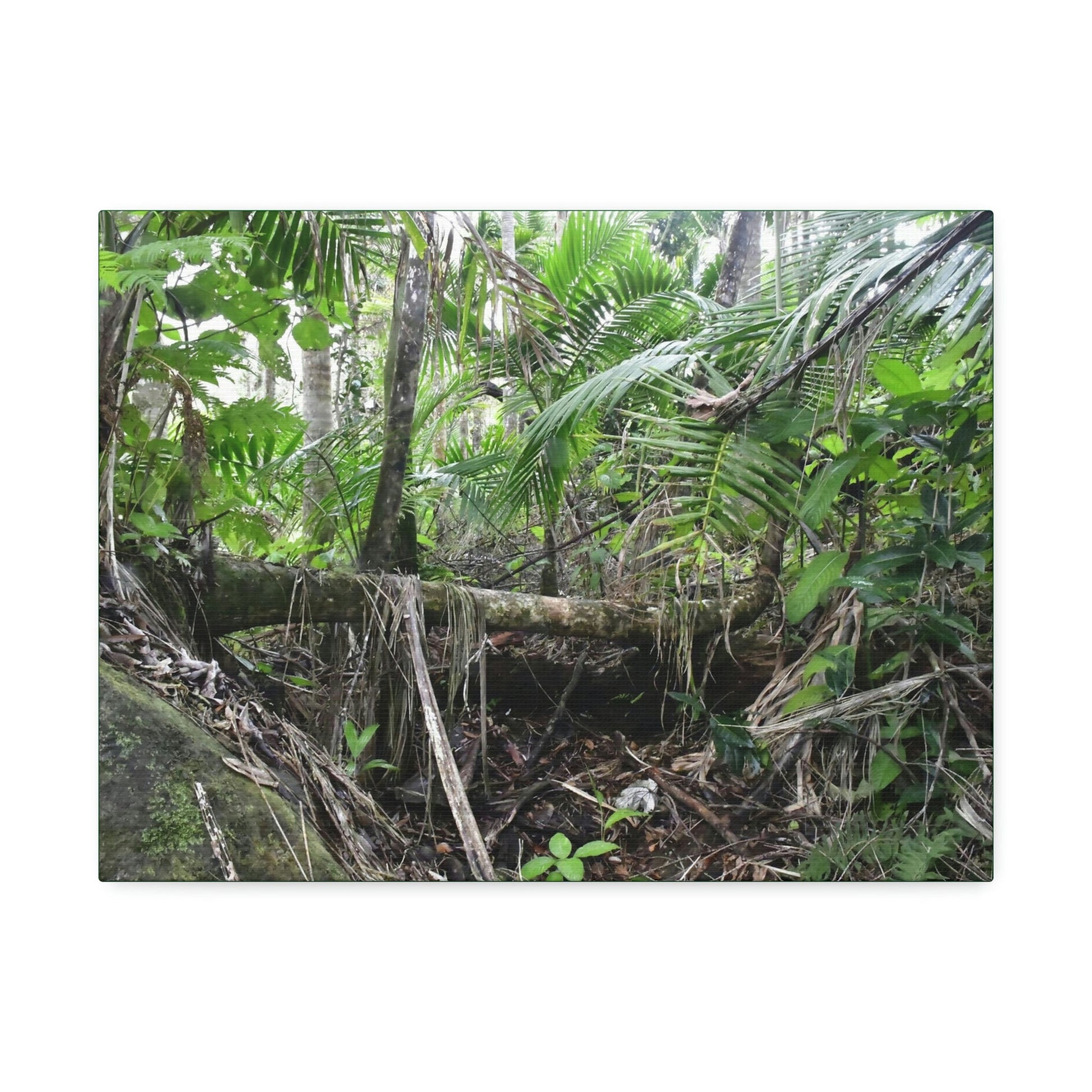 Canvas Stretched - Forest@Home - El Yunque - A common sight after storms - fallen Sierra Palms on boulder in Tradewinds Trail - Green Forest Home