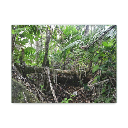 Canvas Stretched - Forest@Home - El Yunque - A common sight after storms - fallen Sierra Palms on boulder in Tradewinds Trail - Green Forest Home