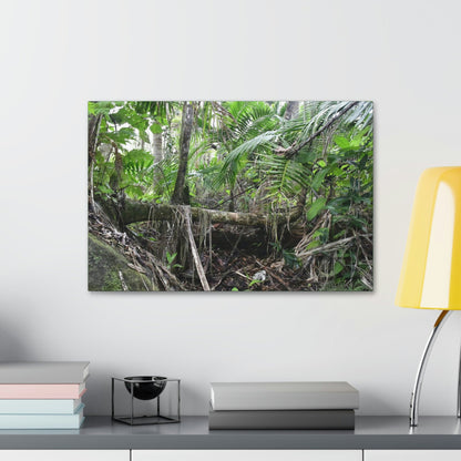 Canvas Stretched - Forest@Home - El Yunque - A common sight after storms - fallen Sierra Palms on boulder in Tradewinds Trail - Green Forest Home