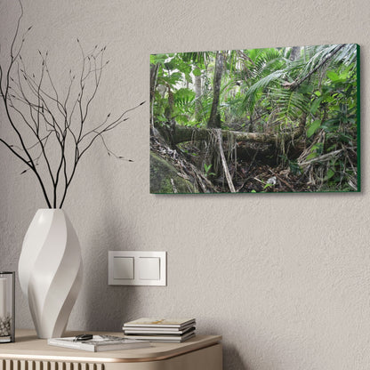 Canvas Stretched - Forest@Home - El Yunque - A common sight after storms - fallen Sierra Palms on boulder in Tradewinds Trail - Green Forest Home