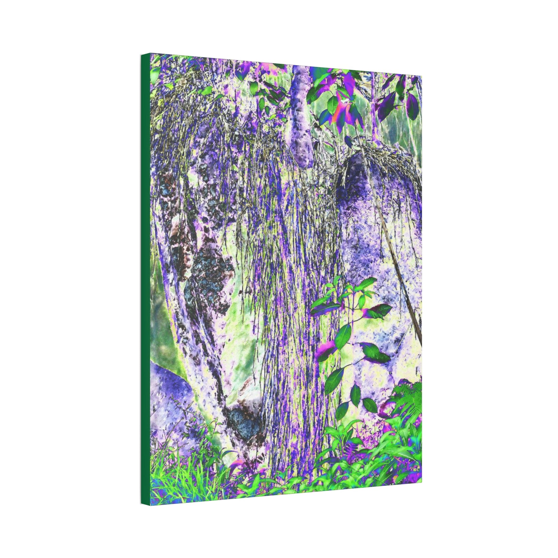 Canvas Stretched - Forest@Home - El Yunque - Amazing Sierra Palm grows in boulder with long roots comming down - Tradewinds - Green Forest Home