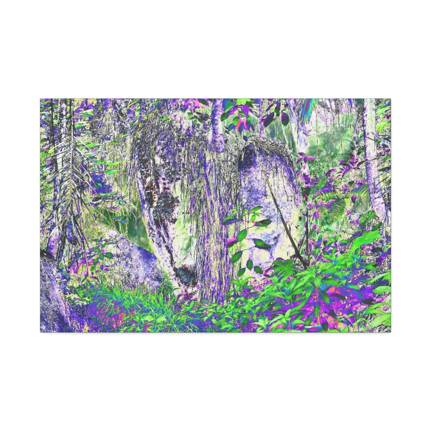 Canvas Stretched - Forest@Home - El Yunque - Amazing Sierra Palm grows in boulder with long roots comming down - Tradewinds - Green Forest Home