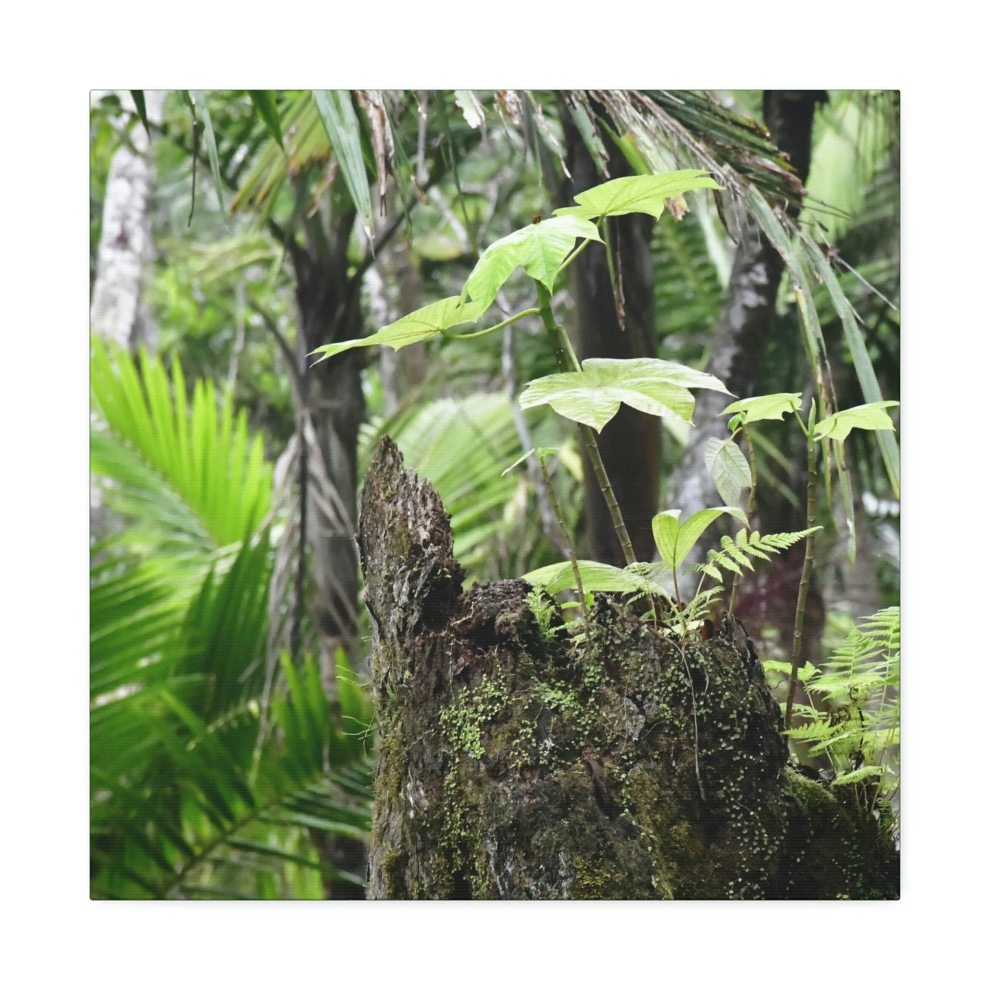 Canvas Stretched - Forest@Home - El Yunque - Amazing survival - a Yagrumo tree sprouts grows inside a broken Fern Palm trunk - Green Forest Home