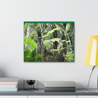 Canvas Stretched - Forest@Home - El Yunque - Amazing survival - a Yagrumo tree sprouts grows inside a broken Fern Palm trunk - Green Forest Home