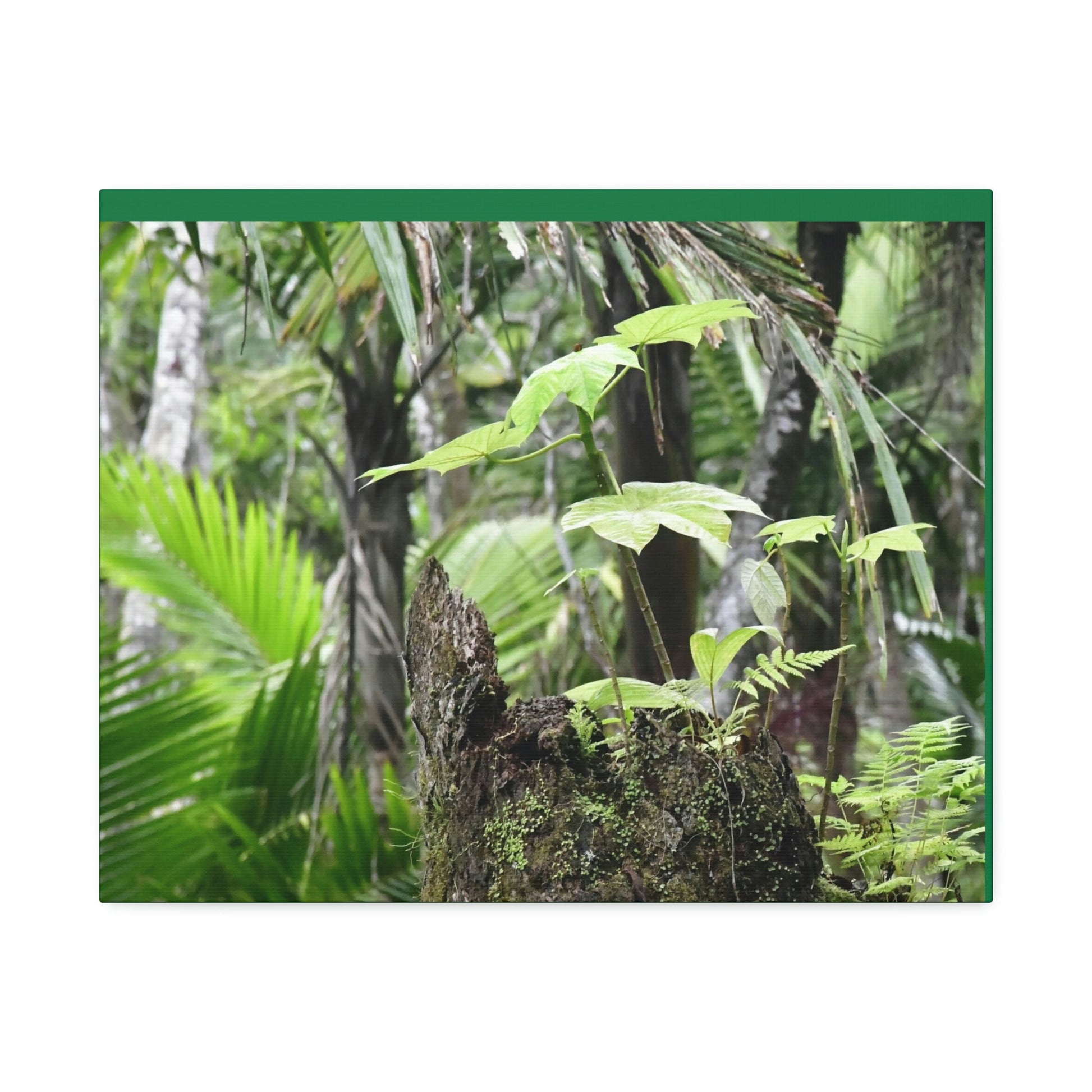 Canvas Stretched - Forest@Home - El Yunque - Amazing survival - a Yagrumo tree sprouts grows inside a broken Fern Palm trunk - Green Forest Home