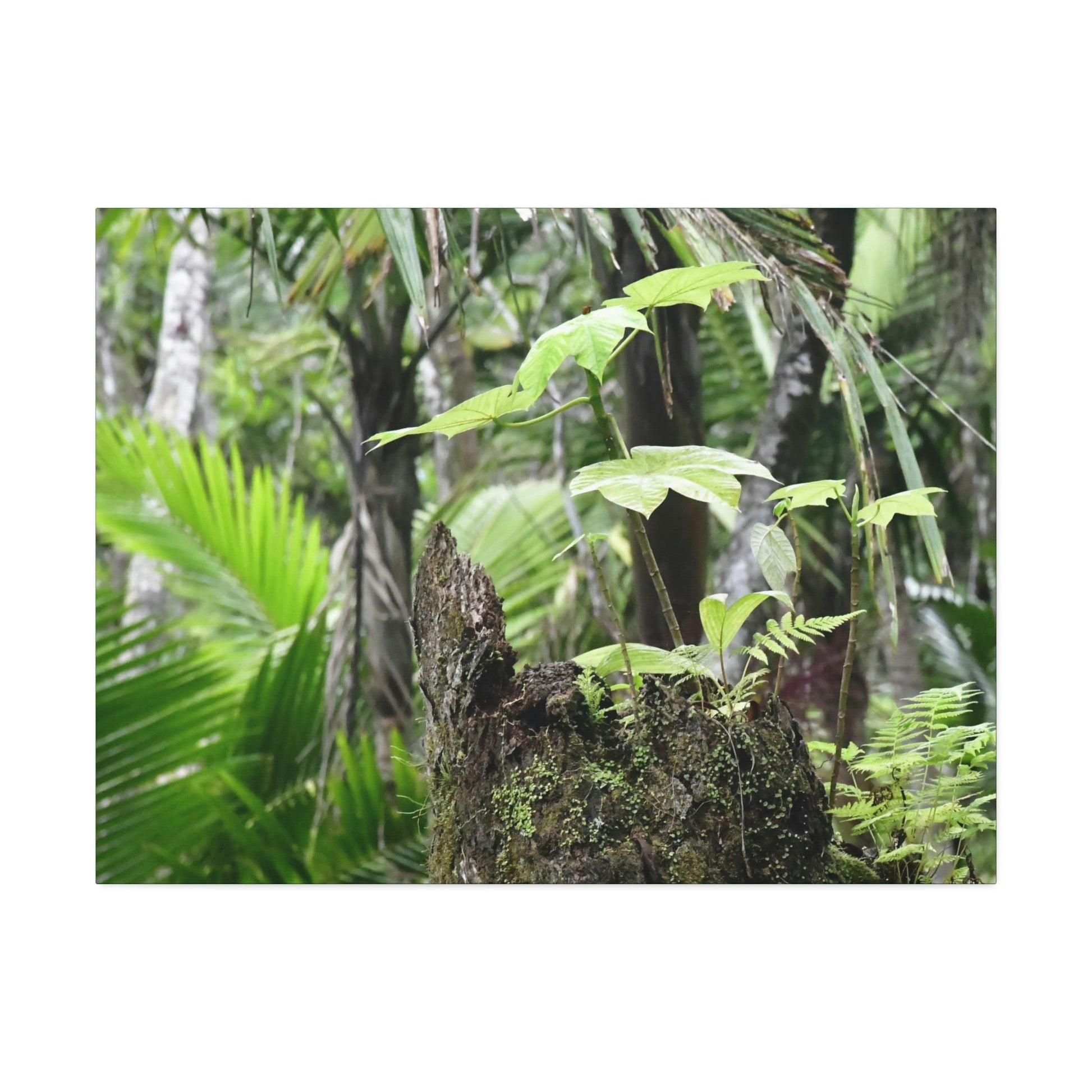 Canvas Stretched - Forest@Home - El Yunque - Amazing survival - a Yagrumo tree sprouts grows inside a broken Fern Palm trunk - Green Forest Home