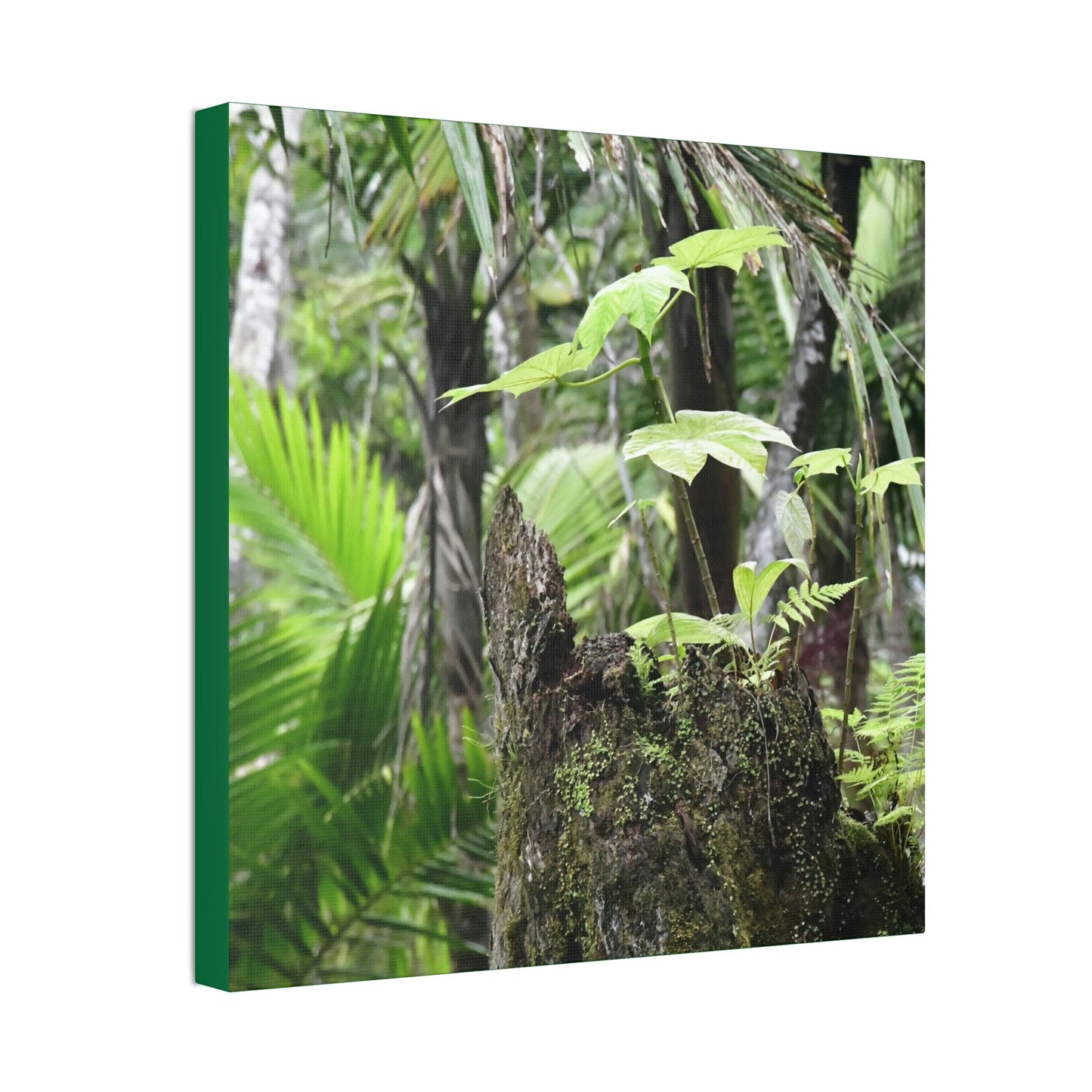 Canvas Stretched - Forest@Home - El Yunque - Amazing survival - a Yagrumo tree sprouts grows inside a broken Fern Palm trunk - Green Forest Home