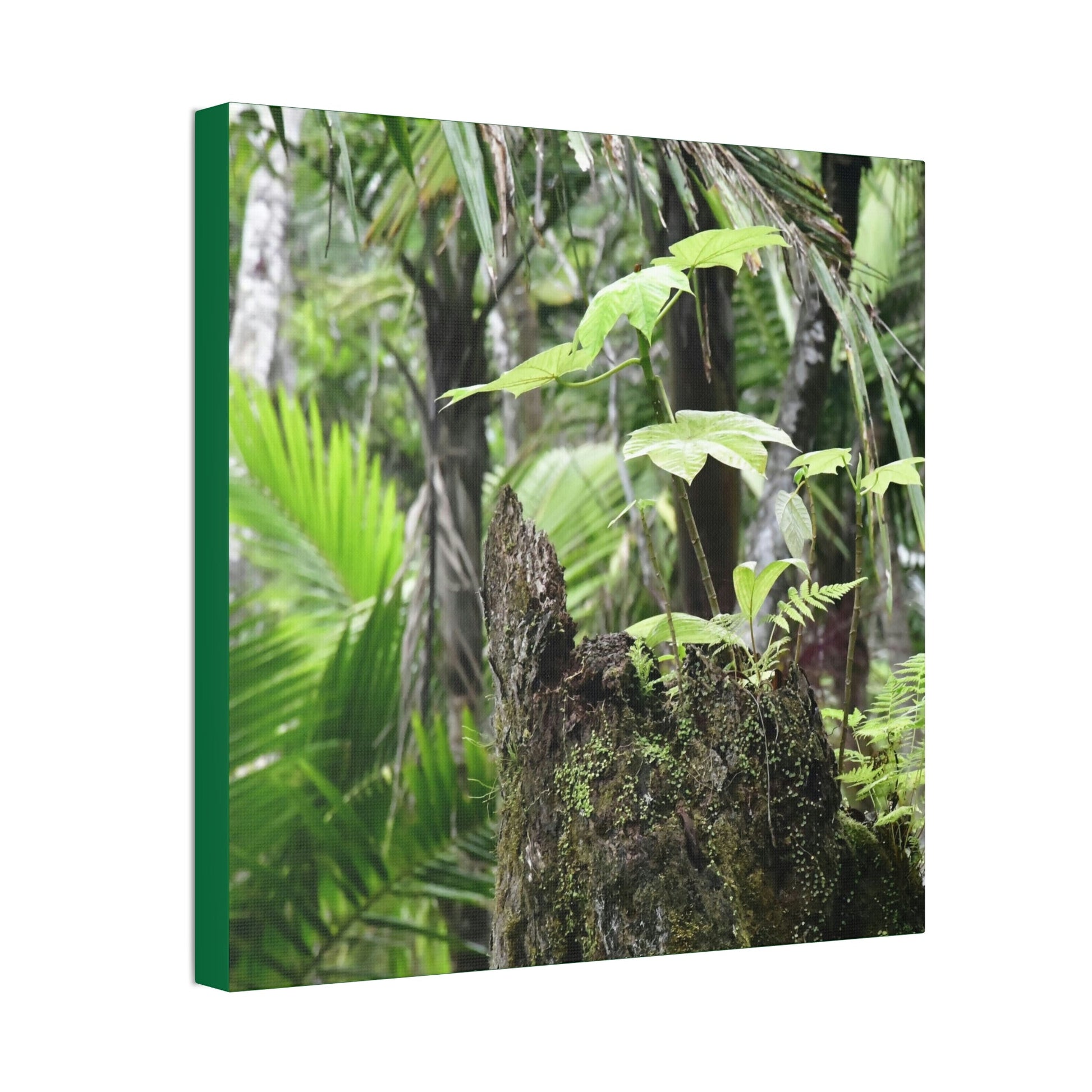 Canvas Stretched - Forest@Home - El Yunque - Amazing survival - a Yagrumo tree sprouts grows inside a broken Fern Palm trunk - Green Forest Home