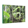 Canvas Stretched - Forest@Home - El Yunque - Amazing survival - a Yagrumo tree sprouts grows inside a broken Fern Palm trunk - Green Forest Home