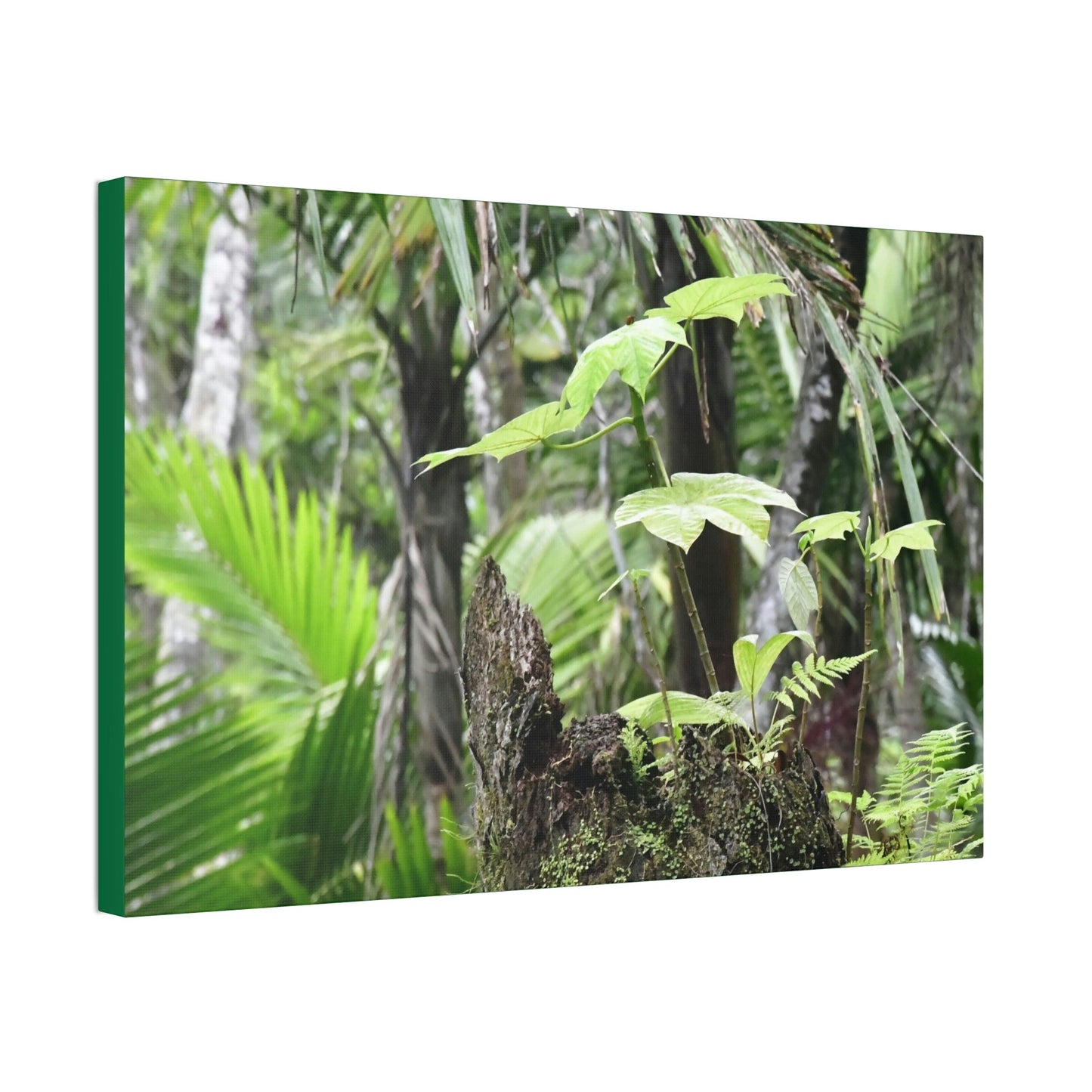 Canvas Stretched - Forest@Home - El Yunque - Amazing survival - a Yagrumo tree sprouts grows inside a broken Fern Palm trunk - Green Forest Home