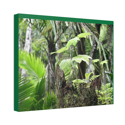 Canvas Stretched - Forest@Home - El Yunque - Amazing survival - a Yagrumo tree sprouts grows inside a broken Fern Palm trunk - Green Forest Home