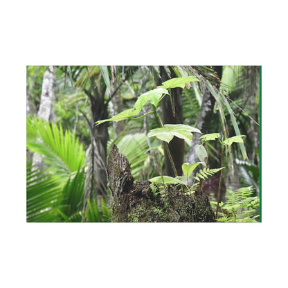 Canvas Stretched - Forest@Home - El Yunque - Amazing survival - a Yagrumo tree sprouts grows inside a broken Fern Palm trunk - Green Forest Home