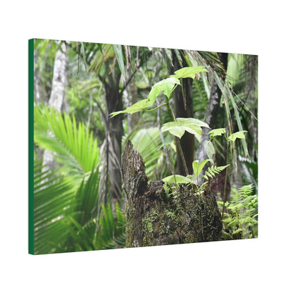 Canvas Stretched - Forest@Home - El Yunque - Amazing survival - a Yagrumo tree sprouts grows inside a broken Fern Palm trunk - Green Forest Home