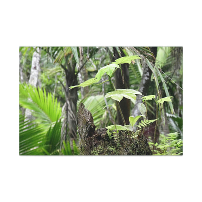 Canvas Stretched - Forest@Home - El Yunque - Amazing survival - a Yagrumo tree sprouts grows inside a broken Fern Palm trunk - Green Forest Home