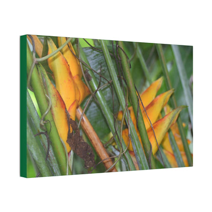 Canvas Stretched - Forest@Home - El Yunque - Heliconia flowers (non native to EYNF) in PR 191 closed - Green Forest Home