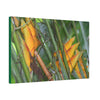 Canvas Stretched - Forest@Home - El Yunque - Heliconia flowers (non native to EYNF) in PR 191 closed - Green Forest Home