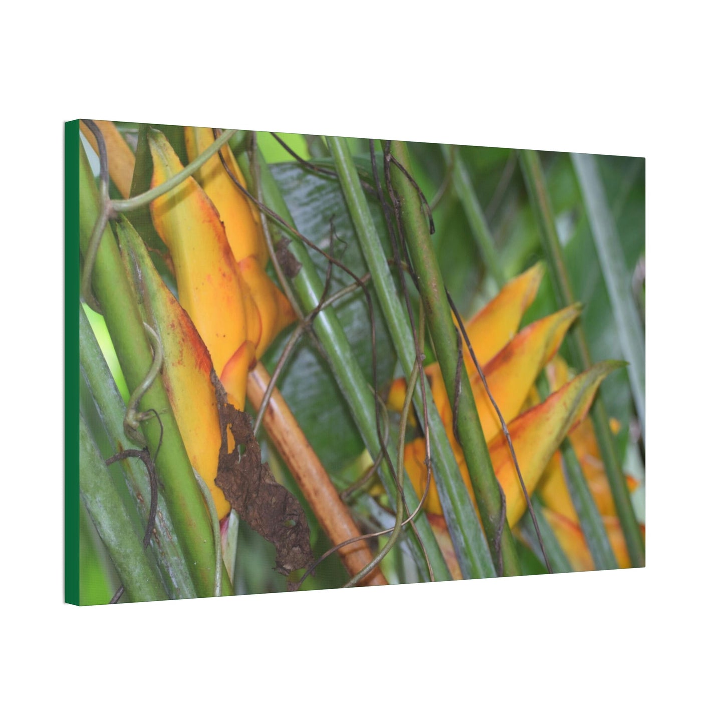 Canvas Stretched - Forest@Home - El Yunque - Heliconia flowers (non native to EYNF) in PR 191 closed - Green Forest Home