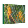 Canvas Stretched - Forest@Home - El Yunque - Heliconia flowers (non native to EYNF) in PR 191 closed - Green Forest Home