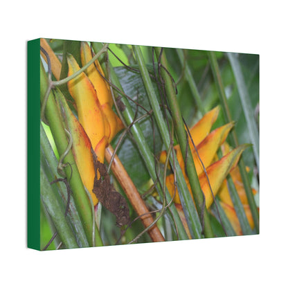 Canvas Stretched - Forest@Home - El Yunque - Heliconia flowers (non native to EYNF) in PR 191 closed - Green Forest Home