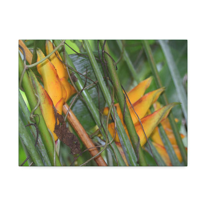 Canvas Stretched - Forest@Home - El Yunque - Heliconia flowers (non native to EYNF) in PR 191 closed - Green Forest Home