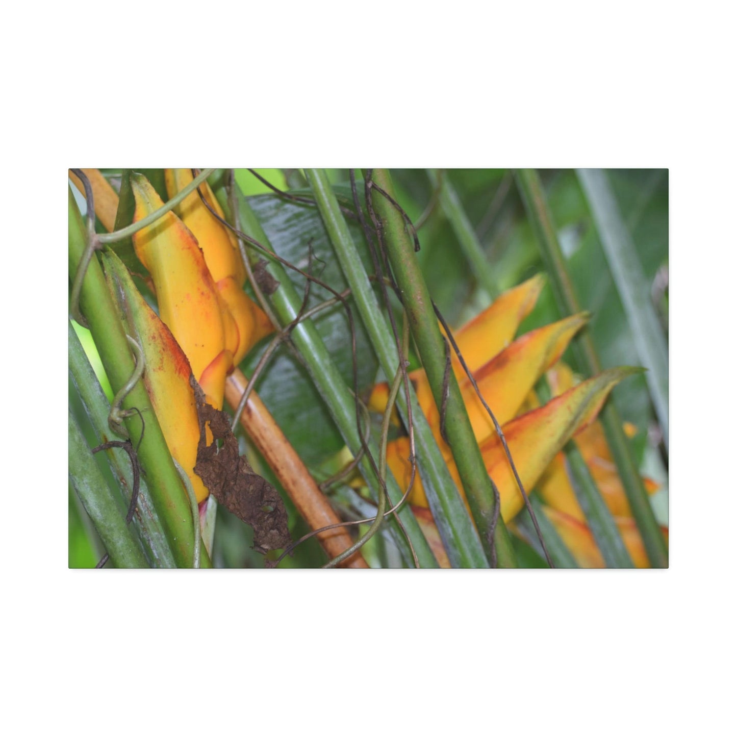 Canvas Stretched - Forest@Home - El Yunque - Heliconia flowers (non native to EYNF) in PR 191 closed - Green Forest Home