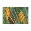 Canvas Stretched - Forest@Home - El Yunque - Heliconia flowers (non native to EYNF) in PR 191 closed - Green Forest Home