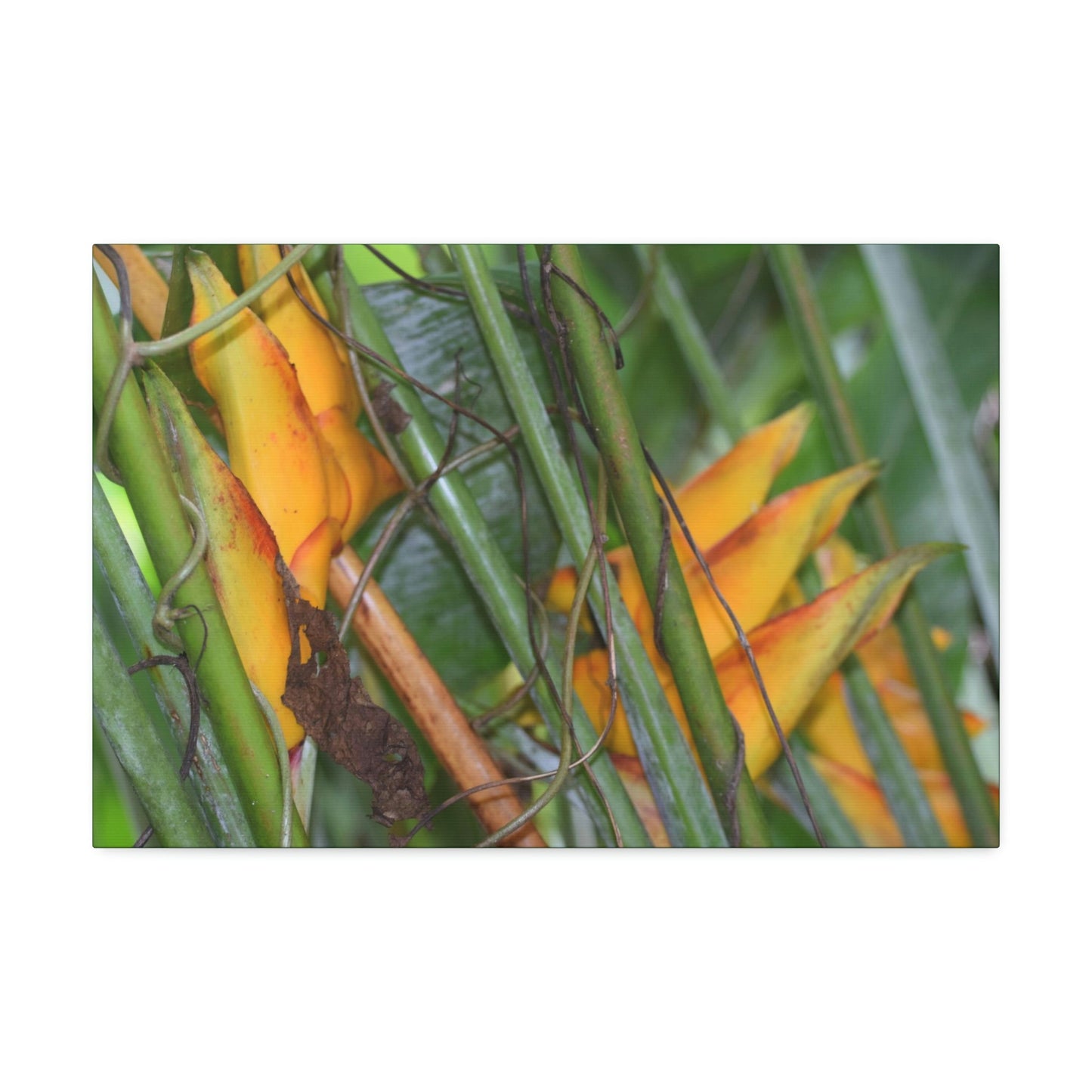 Canvas Stretched - Forest@Home - El Yunque - Heliconia flowers (non native to EYNF) in PR 191 closed - Green Forest Home