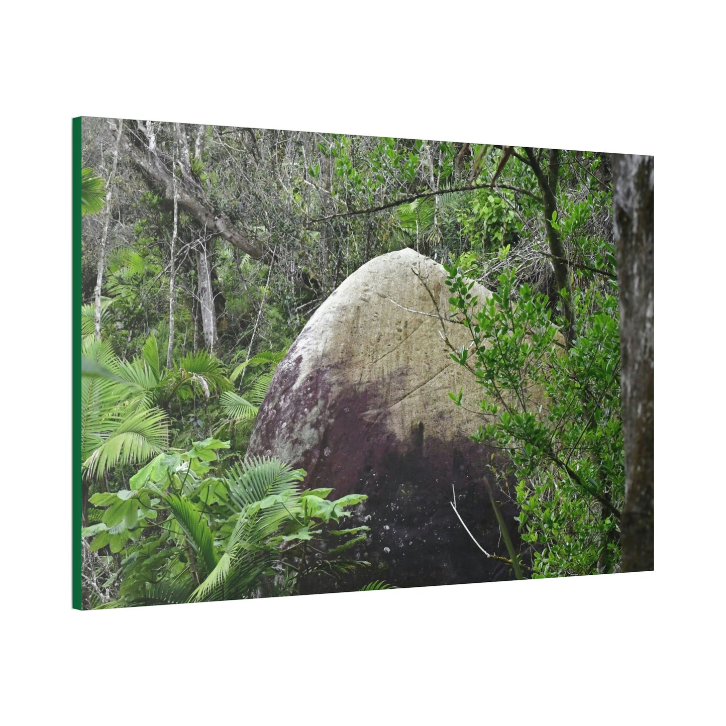 Canvas Stretched - Forest@Home - El Yunque - Hurricane Maria sandblasted this huge boulder in a river canyon - Tradewinds - Green Forest Home