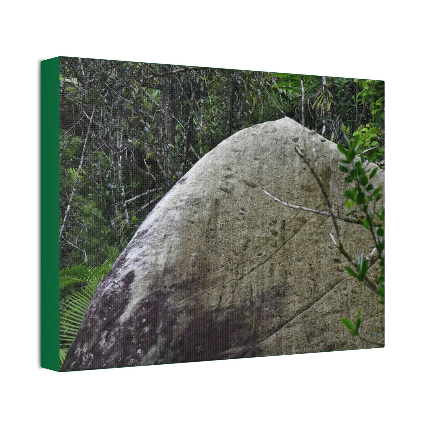Canvas Stretched - Forest@Home - El Yunque - Hurricane Maria sandblasted this huge boulder in a river canyon - Tradewinds - Green Forest Home