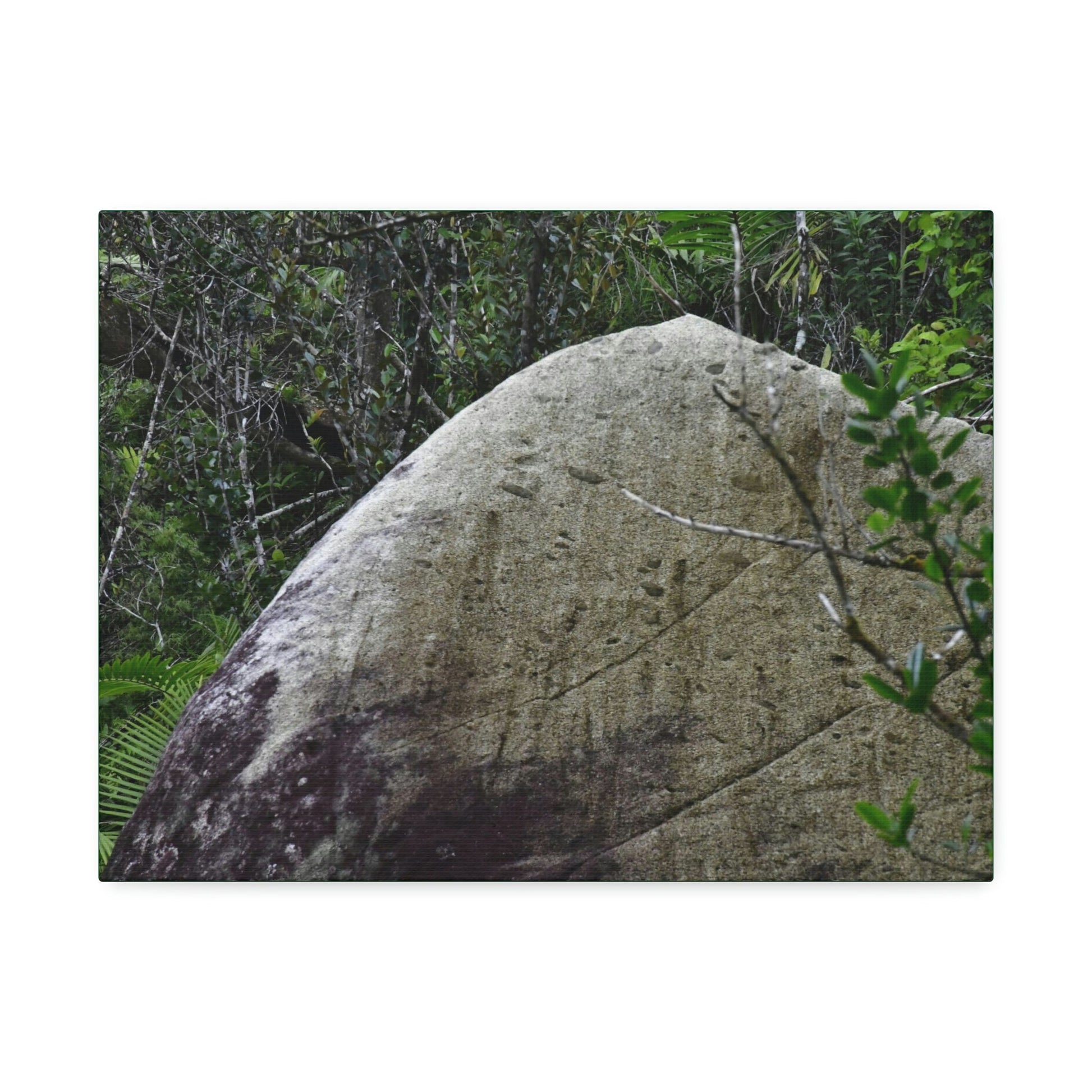Canvas Stretched - Forest@Home - El Yunque - Hurricane Maria sandblasted this huge boulder in a river canyon - Tradewinds - Green Forest Home