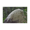 Canvas Stretched - Forest@Home - El Yunque - Hurricane Maria sandblasted this huge boulder in a river canyon - Tradewinds - Green Forest Home