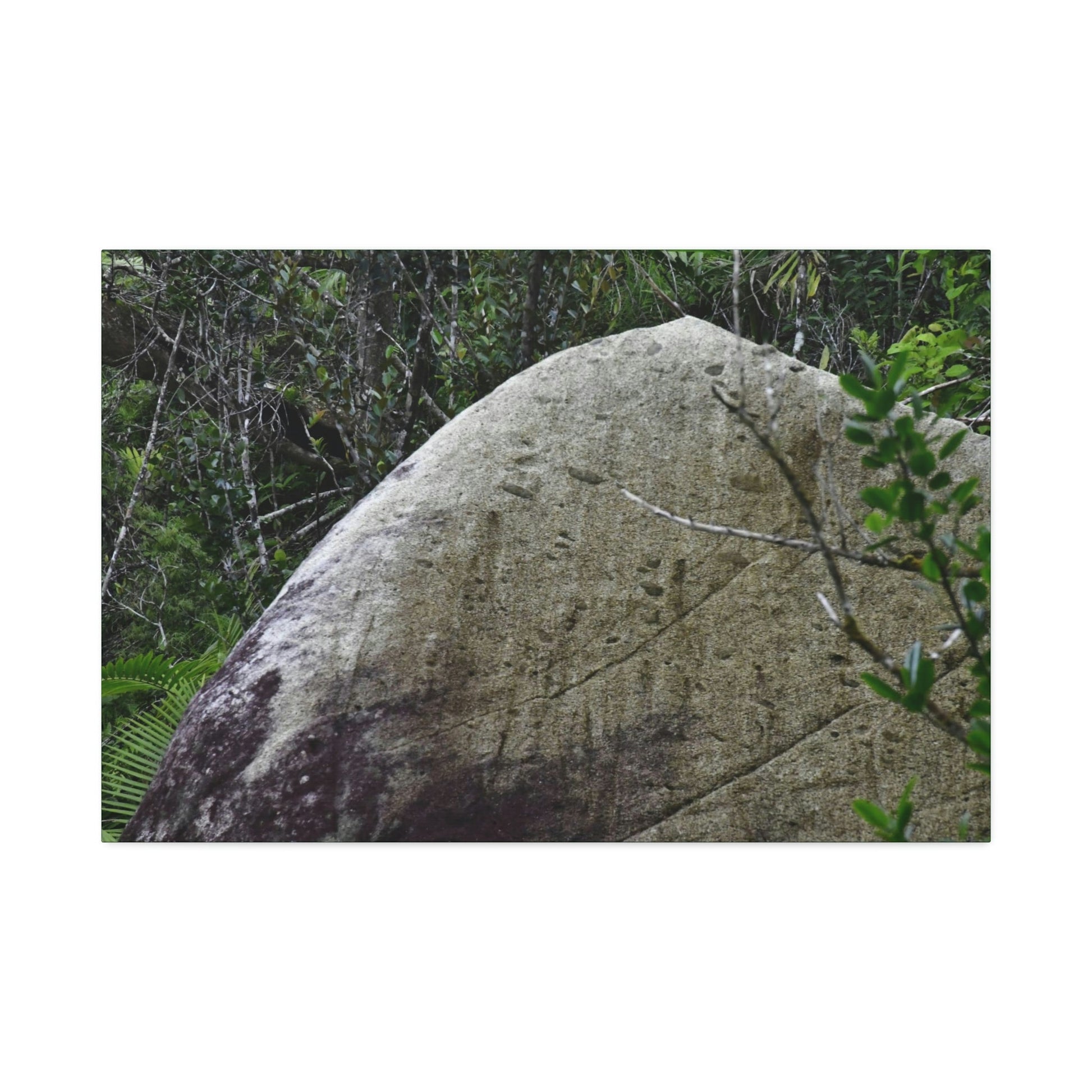 Canvas Stretched - Forest@Home - El Yunque - Hurricane Maria sandblasted this huge boulder in a river canyon - Tradewinds - Green Forest Home