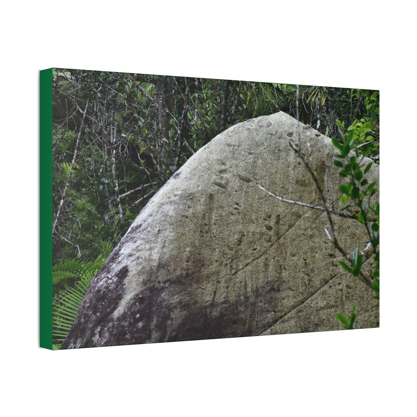 Canvas Stretched - Forest@Home - El Yunque - Hurricane Maria sandblasted this huge boulder in a river canyon - Tradewinds - Green Forest Home