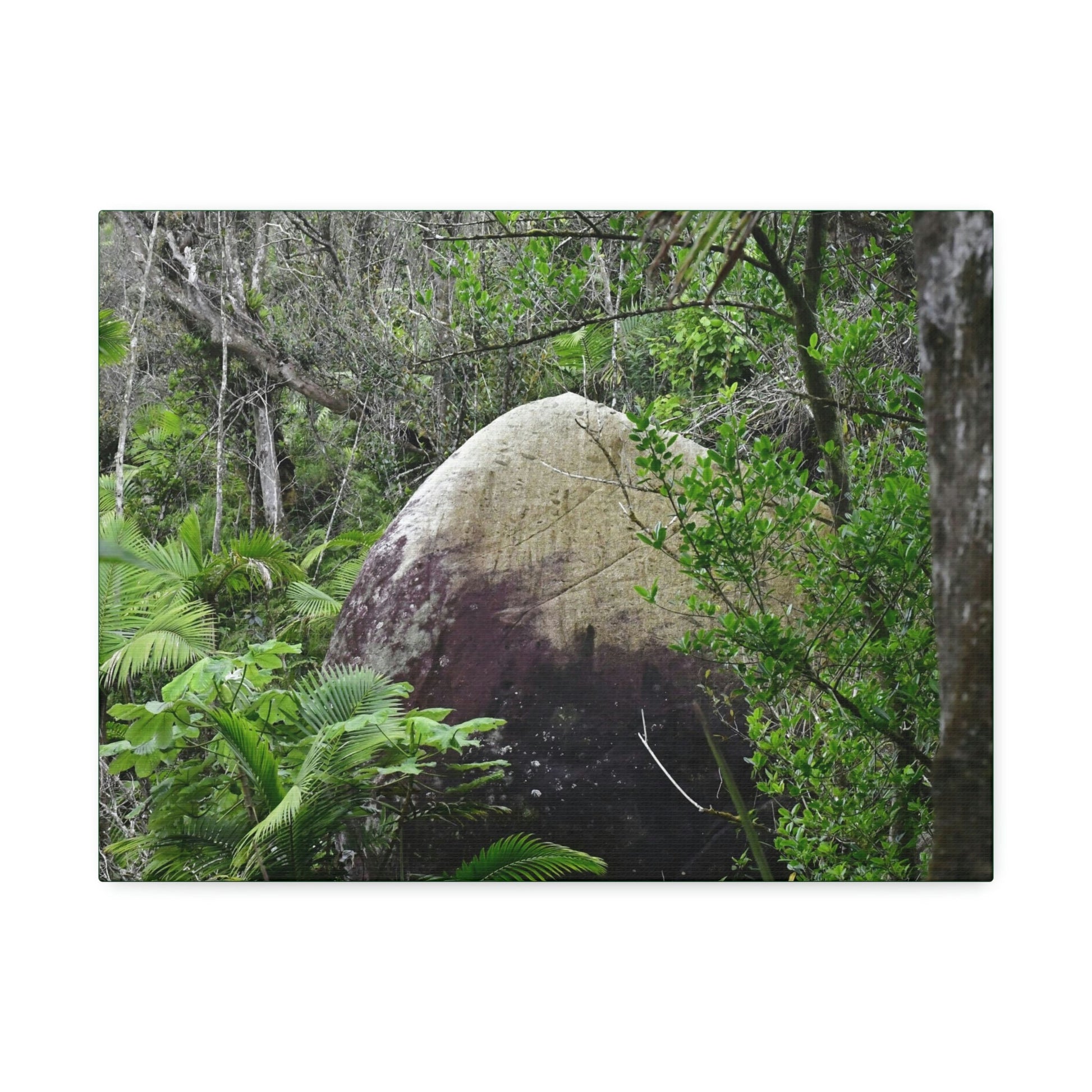 Canvas Stretched - Forest@Home - El Yunque - Hurricane Maria sandblasted this huge boulder in a river canyon - Tradewinds - Green Forest Home