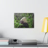 Canvas Stretched - Forest@Home - El Yunque - Hurricane Maria sandblasted this huge boulder in a river canyon - Tradewinds - Green Forest Home