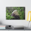 Canvas Stretched - Forest@Home - El Yunque - Hurricane Maria sandblasted this huge boulder in a river canyon - Tradewinds - Green Forest Home