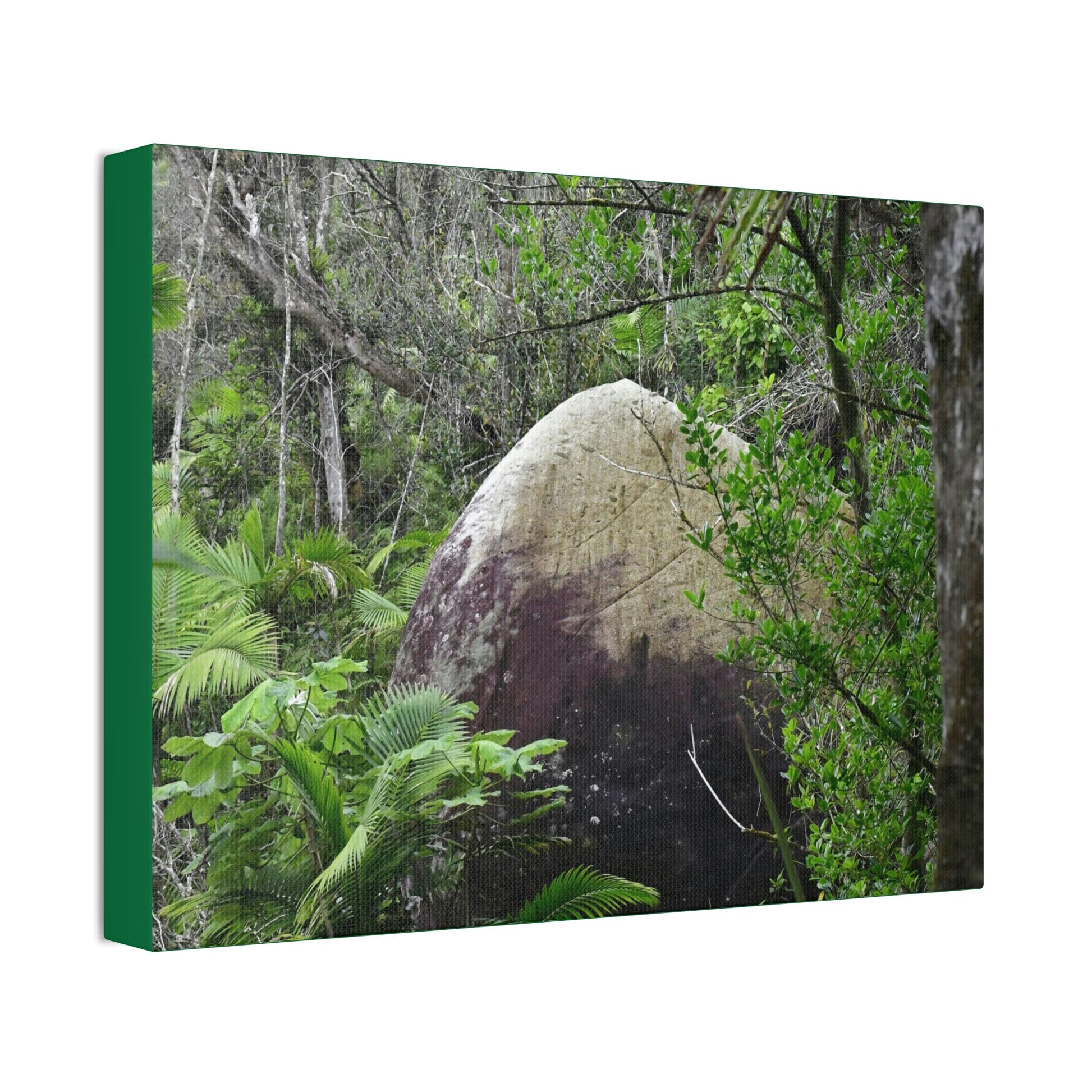 Canvas Stretched - Forest@Home - El Yunque - Hurricane Maria sandblasted this huge boulder in a river canyon - Tradewinds - Green Forest Home