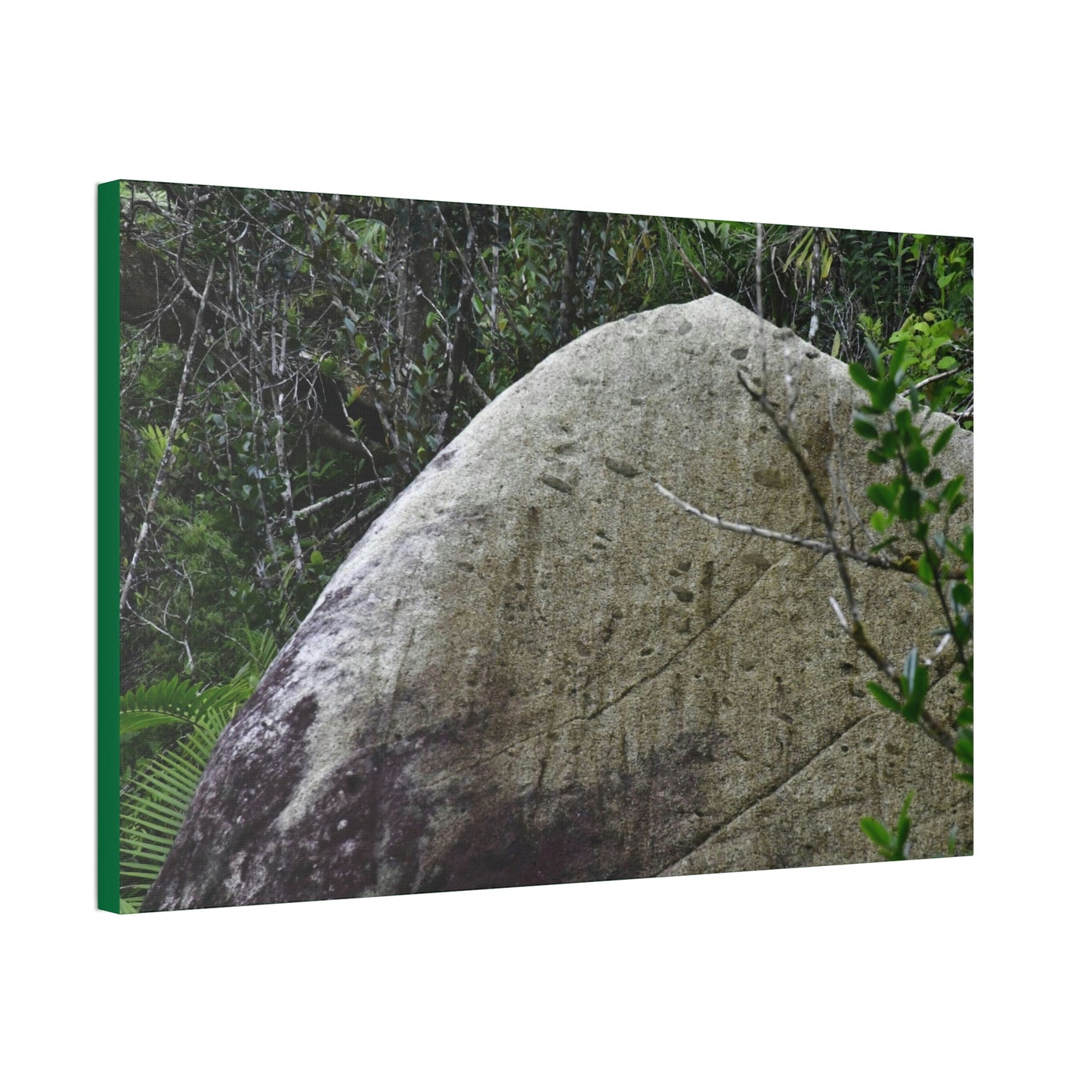 Canvas Stretched - Forest@Home - El Yunque - Hurricane Maria sandblasted this huge boulder in a river canyon - Tradewinds - Green Forest Home