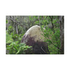 Canvas Stretched - Forest@Home - El Yunque - Hurricane Maria sandblasted this huge boulder in a river canyon - Tradewinds - Green Forest Home