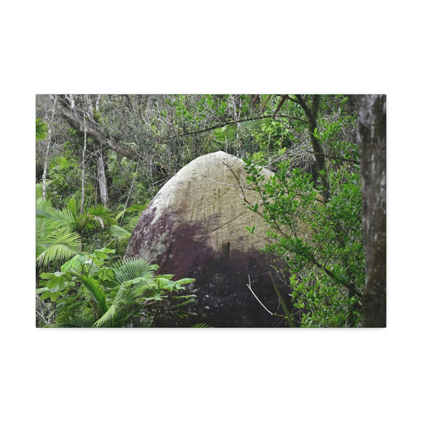 Canvas Stretched - Forest@Home - El Yunque - Hurricane Maria sandblasted this huge boulder in a river canyon - Tradewinds - Green Forest Home