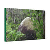 Canvas Stretched - Forest@Home - El Yunque - Hurricane Maria sandblasted this huge boulder in a river canyon - Tradewinds - Green Forest Home